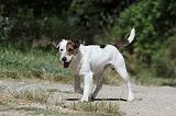 PARSON RUSSEL TERRIER 081